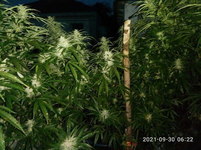 C99*Blueberry Fast Seedsman
