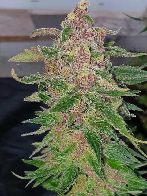 Purple Punch Barney's Farm Fem