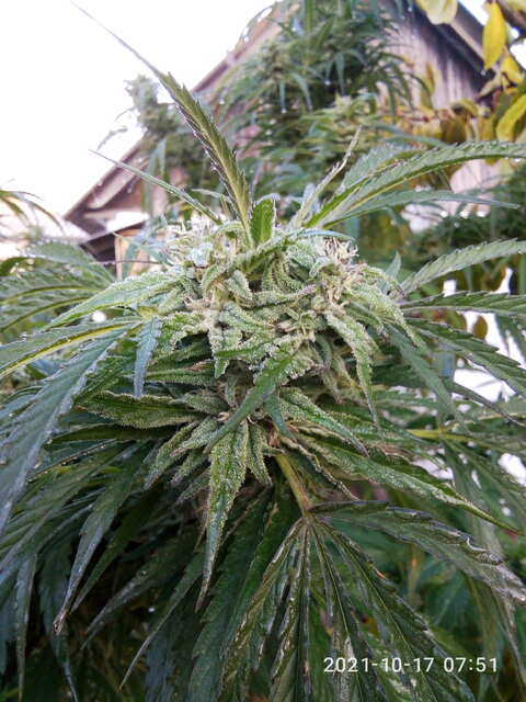 C99*Blueberry Seedsman