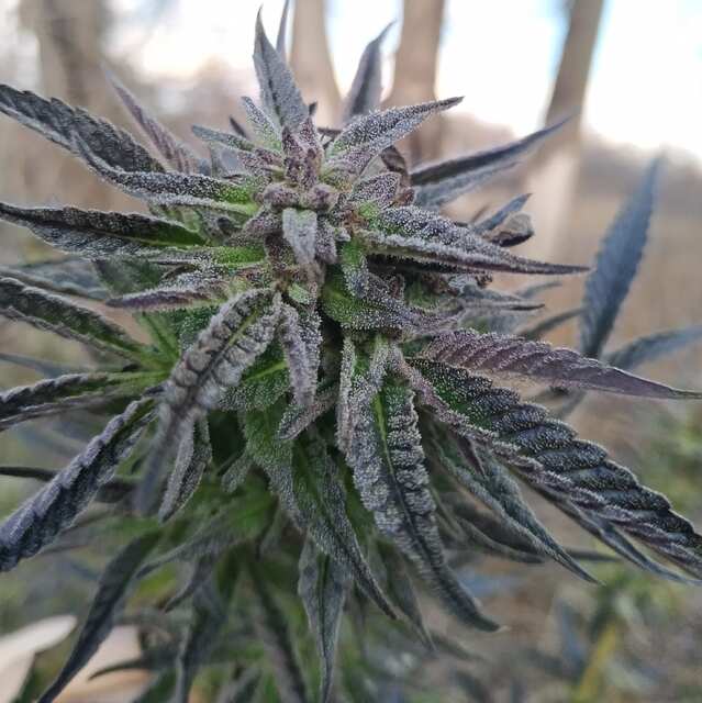 Gorilla Girl (Sweet Seeds)