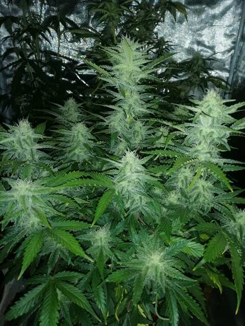 Auto Pineapple Express