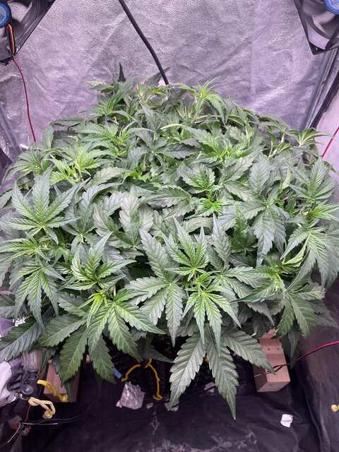 Auto Amnesia Haze - 2.JPG