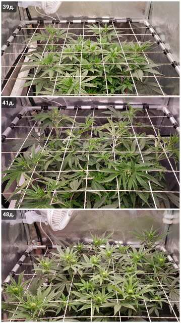 ScrOG