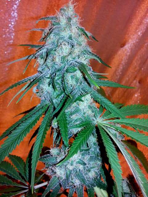 G13 Haze (Barney's Farm)