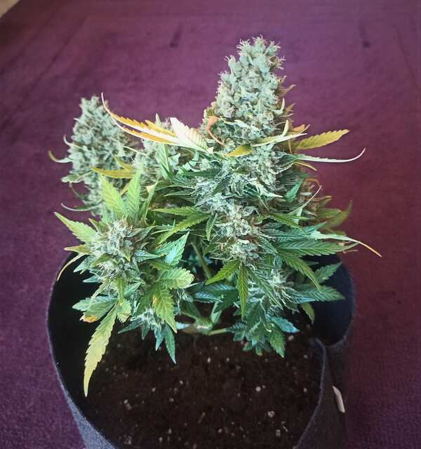 Sensi Skunk auto