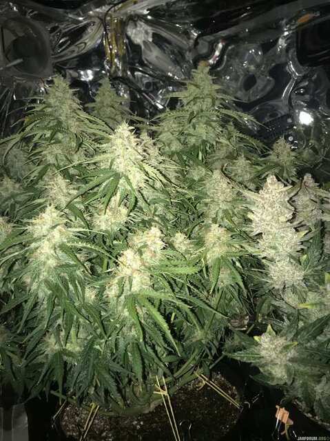 Gorilla Glue auto - Barney farm