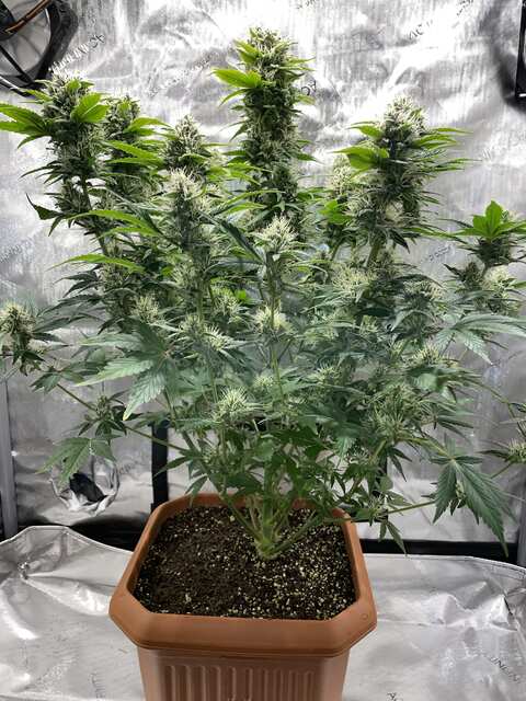 gorilla cookies auto