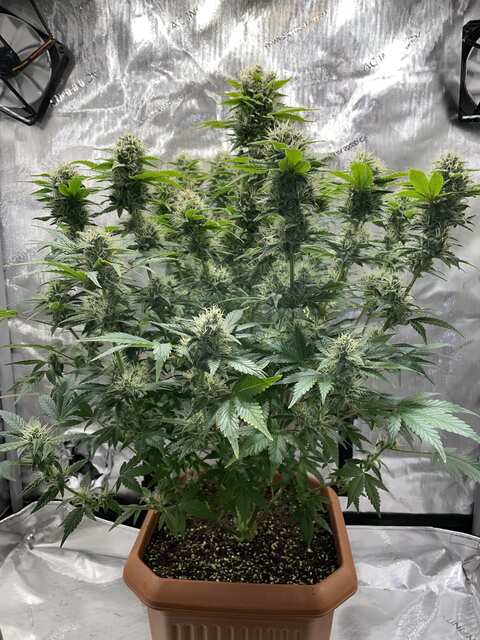 gorilla cookies auto