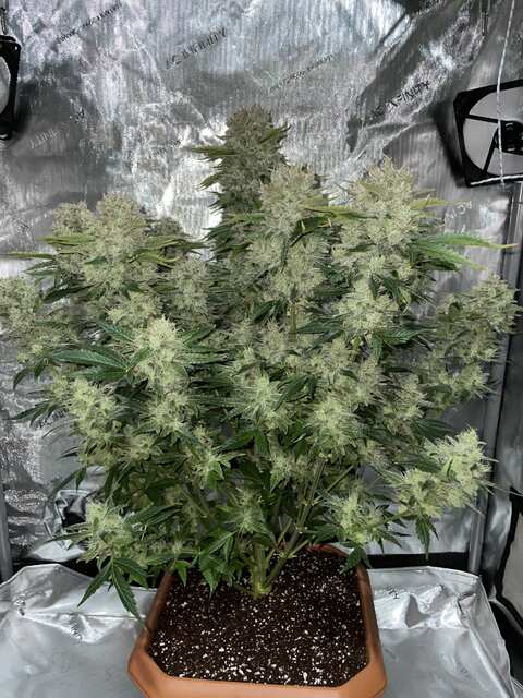 gorilla cookies auto - fastbuds - 75 дней