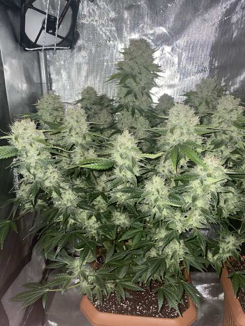 Gorilla cookies auto