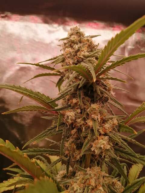 Auto Pineapple Express 2