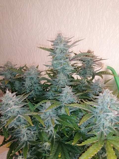 Auto Pineapple Express 1