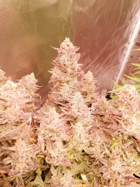 Auto Pineapple Express