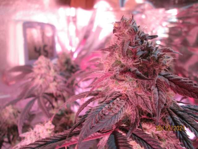 Early Kush...Rastaмan seeds...DWC