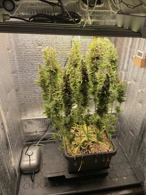 Skittlez in Autopot