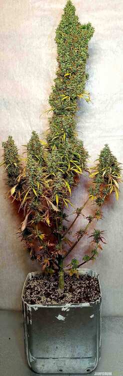 auto PURPLE  mudro seeds.jpg