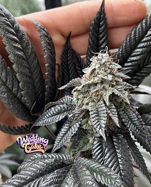 Wedding Cake F2