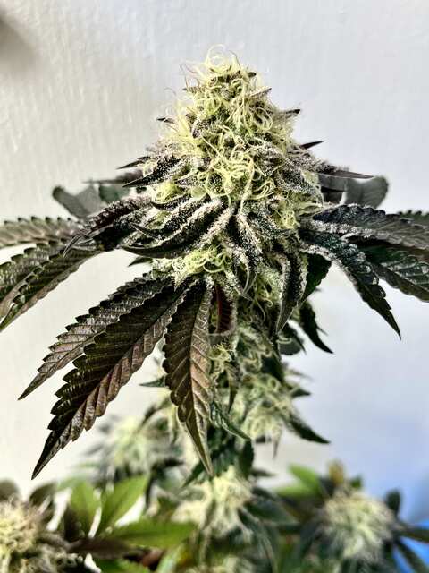 Wedding Cake F2