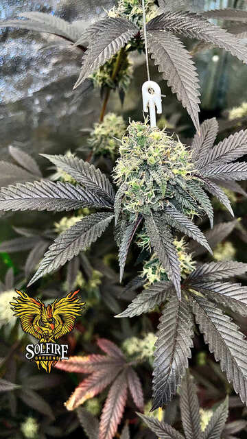 Mega Runtz phenotype2