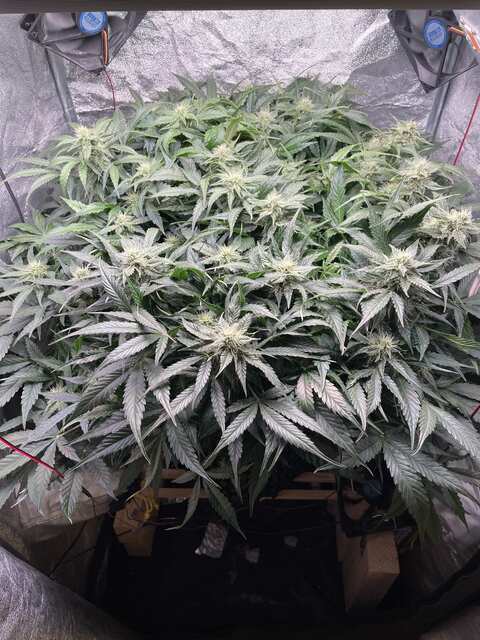 Auto Amnesia Haze