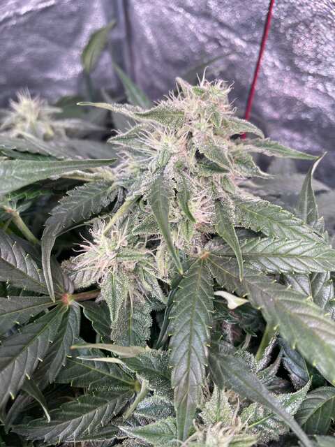 Auto Amnesia Haze