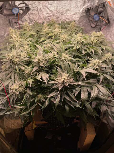 Auto Amnesia Haze