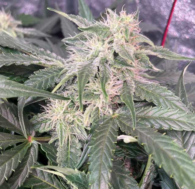 Auto Amnesia Haze