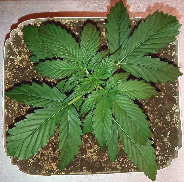 Auto Northern Lights  femalee seeds