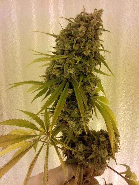 G13 Haze (Barney's Farm)