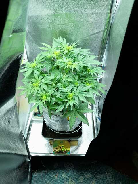 Ананасовый Экспресс от Милы) 27 дней