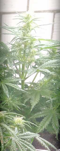 IMG_20220204_081009~3.jpg