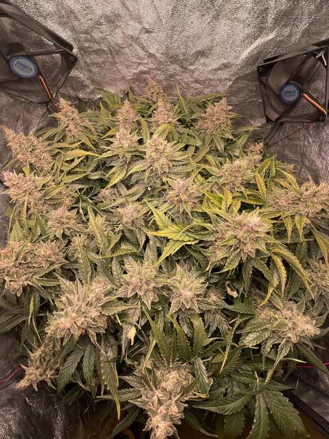 Auto Amnesia Haze