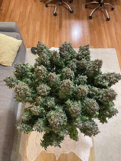 Харв - Auto Amnesia Haze