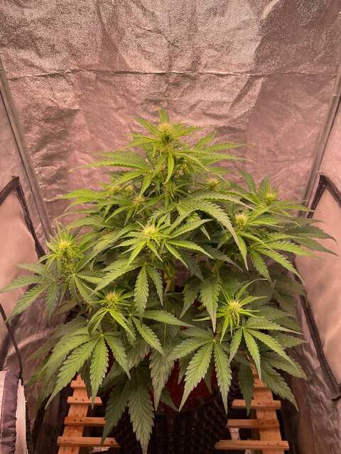 Сорт - Auto 77 Days