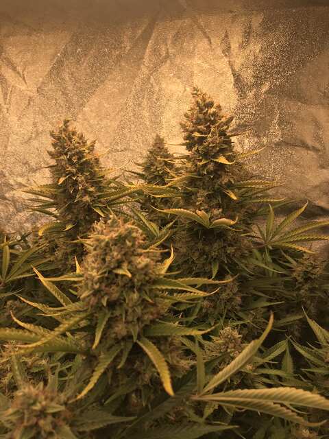 Little lady от Bid Monkey Seeds