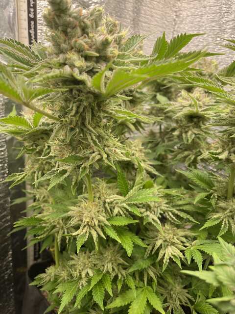 AMHERST SOUR DIESEL