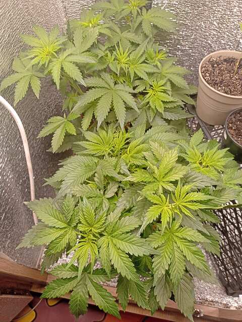 Little Lady Auto