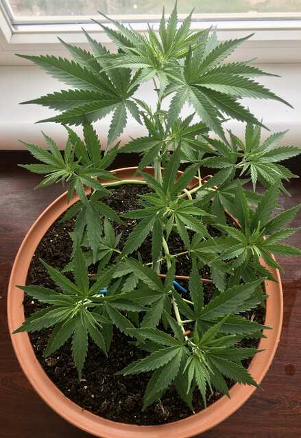 Ак-47 *Spliff Strawberry