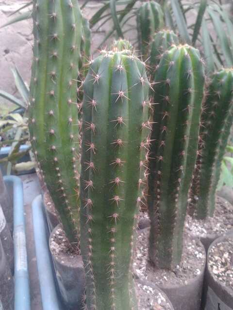 Trichocereus pachanoi  (Сан-Педро)