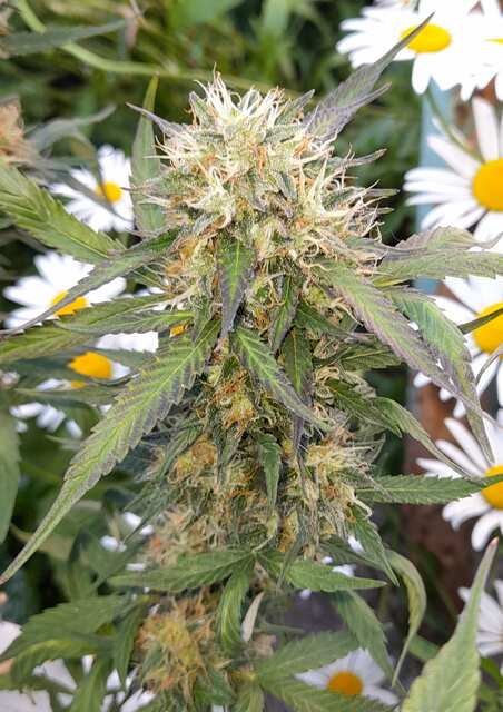 Авто Big Bud