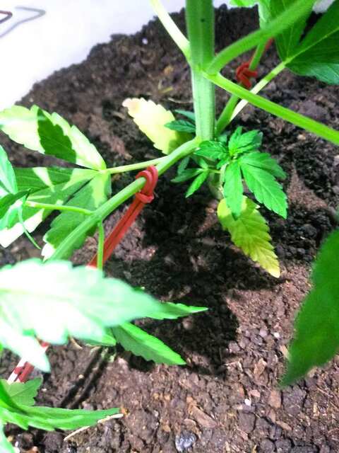 Critical kush fem