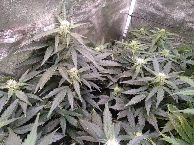 Goodmaster auto fem