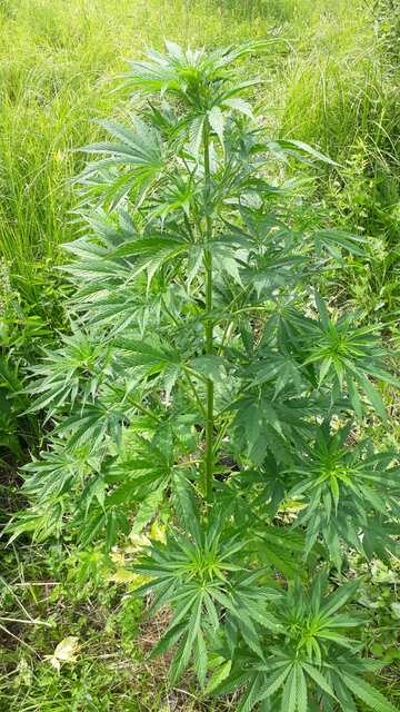Afghan Kush early