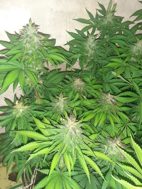 Sugar Black  Rose fem.