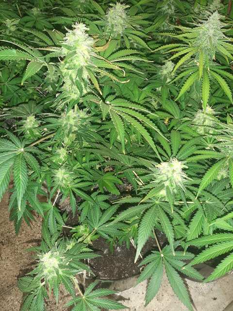 INDICA XXL FEM.(Sagarmatha SEEDS)