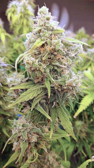 Banana Blaze Auto