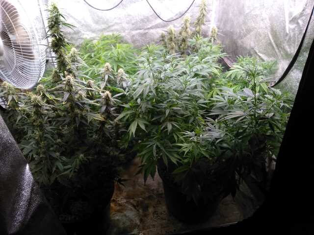 Bulk Seeds Bank/Goodmaster