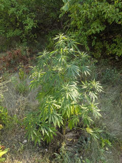 Double critical Greenom