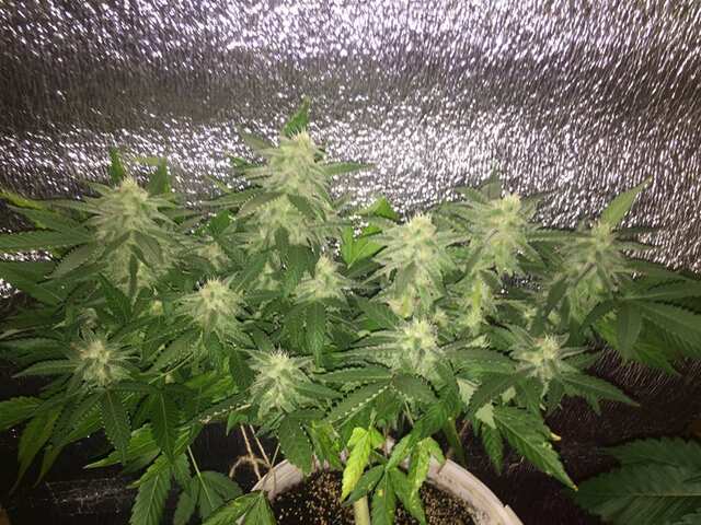 Girls Scout Cookies x Peyote Purple x GDP x PP