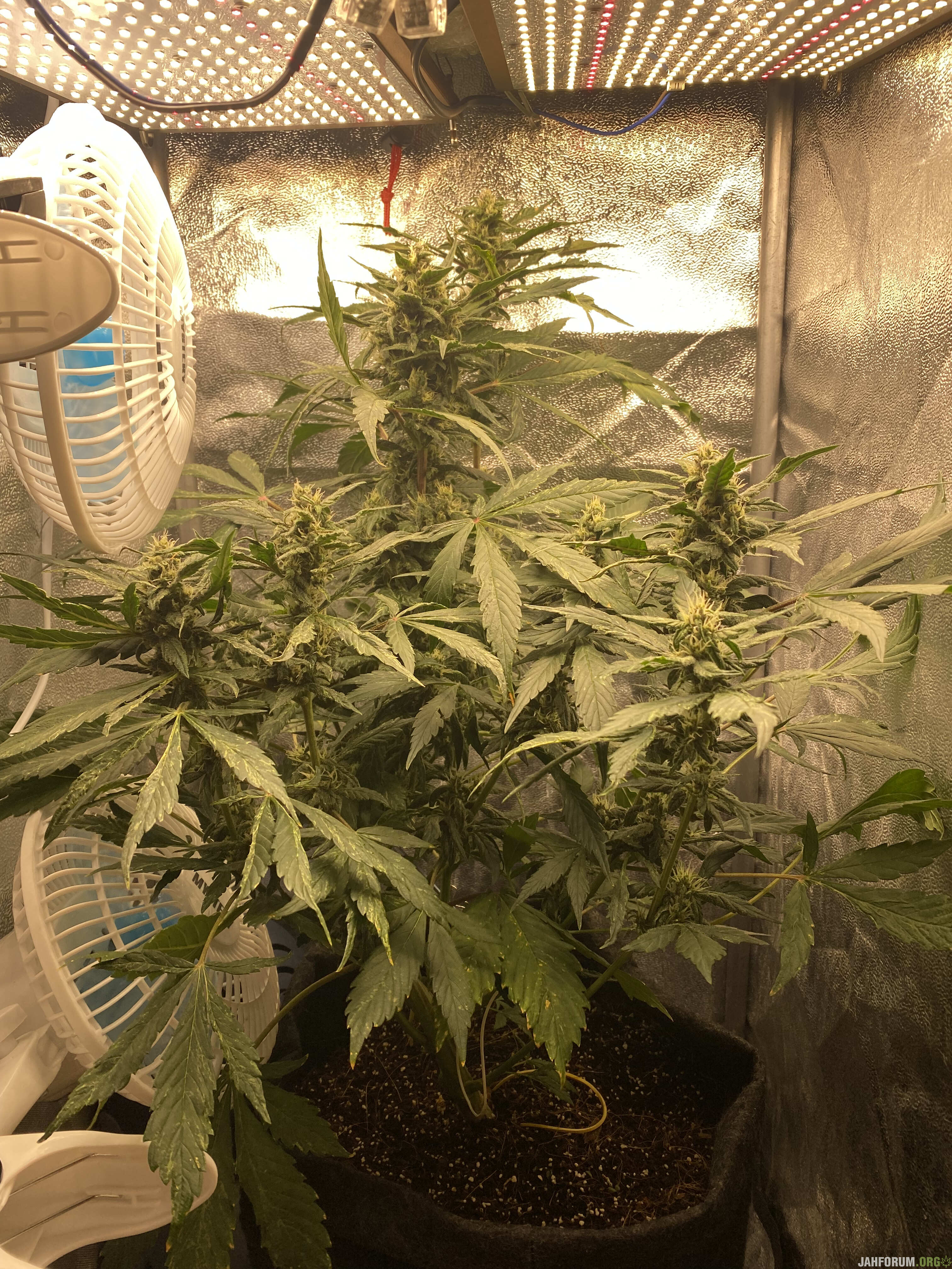 LSD-25 Auto Fem Fastbuds/Coco/LED Quantum Board 240W Репорт Завершен -  Страница 2 - Завершенные Репорты - Jahforum